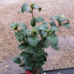 Camellia japonica Blanca - Kamelia / 30-40 cm.