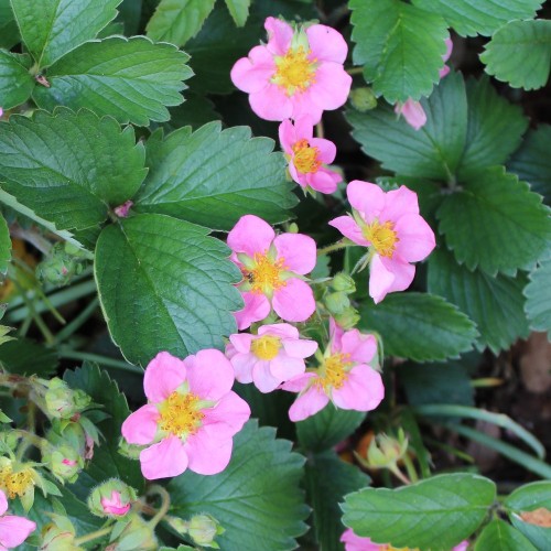 Prydjordbær Pink - Fragaria hybrid Fragaria Pink