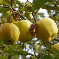 Æbletræ Oranie - Malus domestica Oranie