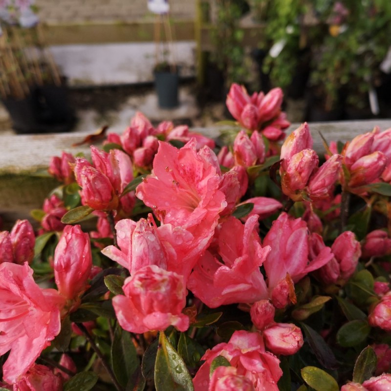 Japansk Azalea Blaauw's Pink - Rhododendron Blaauw's Pink