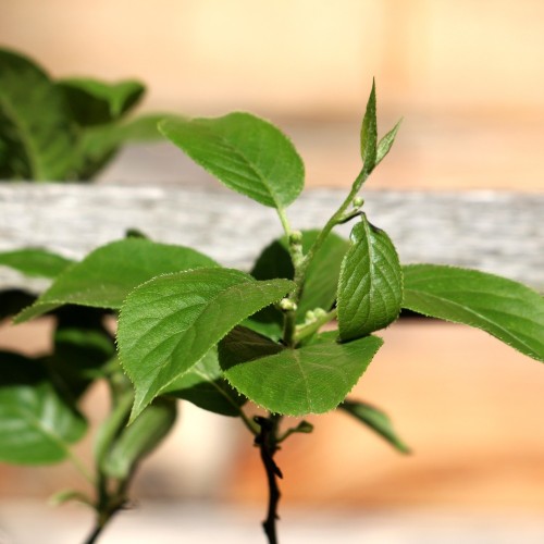 Stikkelsbærkiwi Weiki (Han) 40-60 cm. - Actinidia arguta Weiki