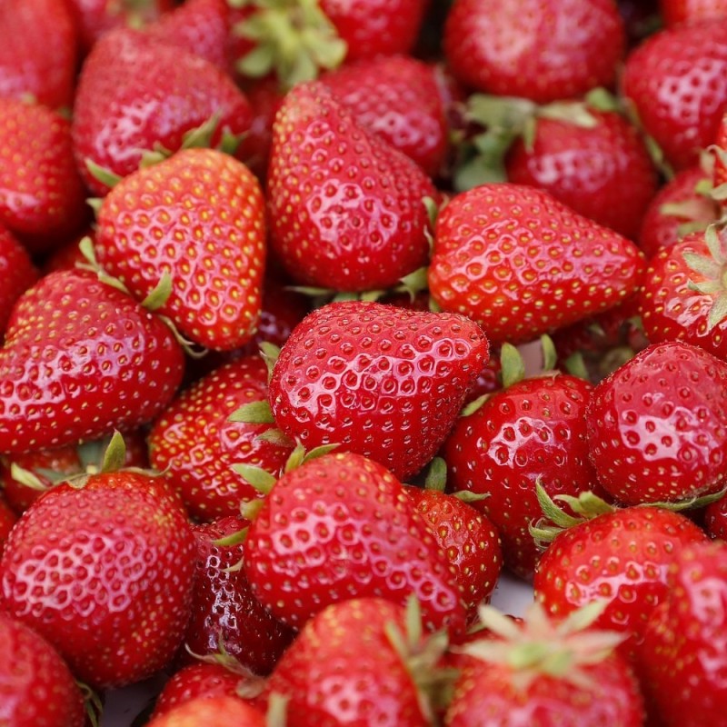 Jordbærplante Honeoye - Tidlig - Fragaria Honeoye