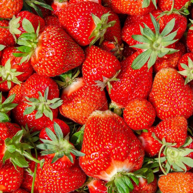 Jordbærplante Korona - Middeltidlig - Fragaria Korona