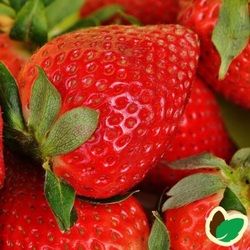 Jordbærplante Ostara - Remonterende - Fragaria Ostara