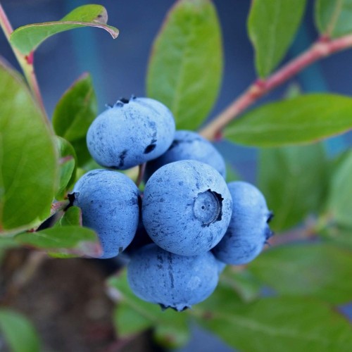 Storfrugtet blåbær Denise Blue 25-50 cm. - Vaccinium corymbosum Denise Blue