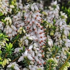 Forårslyng Steffi - Erica carnea Steffi