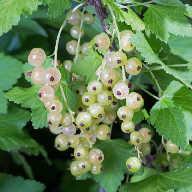 Ribsbuske Werdavia - Bundt med 10 stk. barrodsplanter - Ribes Werdavia