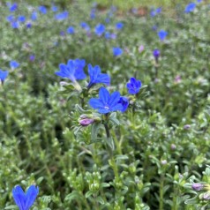 Stenfrø Heavenly Blue - Lithodora diffusa Heavenly Blue