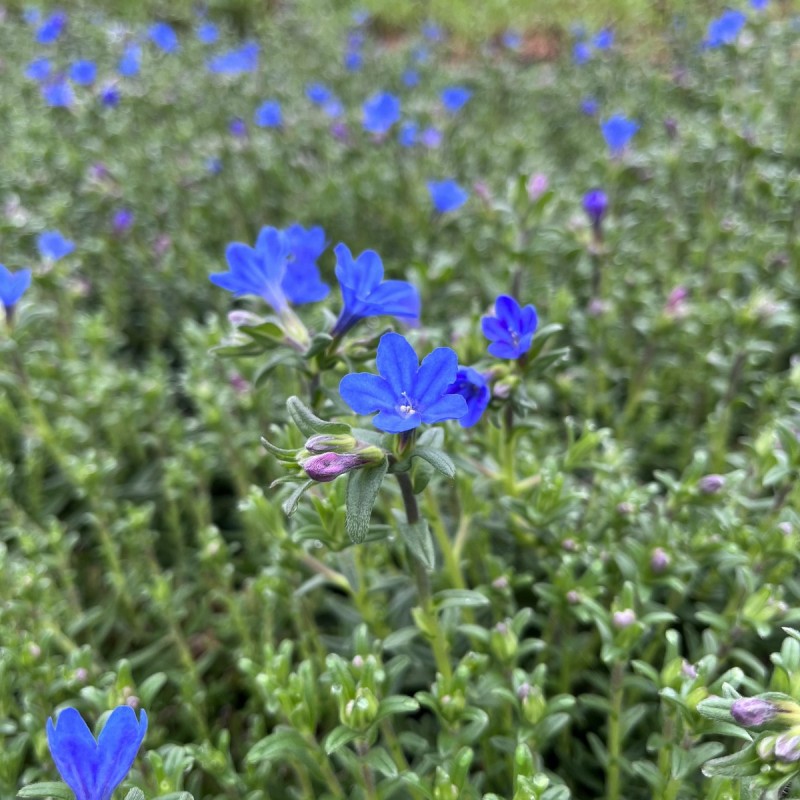 Stenfrø Heavenly Blue - Lithodora diffusa Heavenly Blue