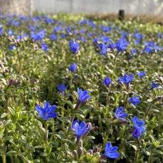 Stenfrø Heavenly Blue - Lithodora diffusa Heavenly Blue