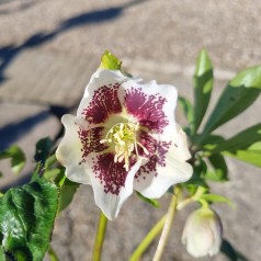 Påskeklokke Pretty Ellen White Spotted - Helleborus orientalis Pretty Ellen White Spotted