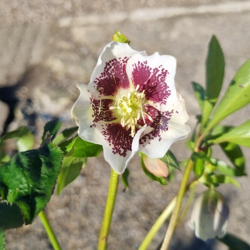 Påskeklokke Pretty Ellen White Spotted - Helleborus orientalis Pretty Ellen White Spotted