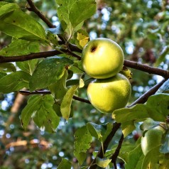 Æbletræ Silva - Malus domestica Silva