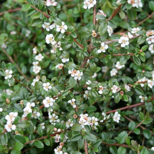 Cotoneaster dammeri Queen