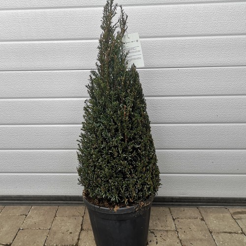 Taks Kegleformet 50-60 cm. - Taxus baccata