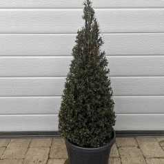 Taks Kegleformet 60-70 cm. - Taxus baccata