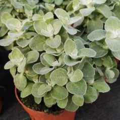 Helichrysum microphyllum