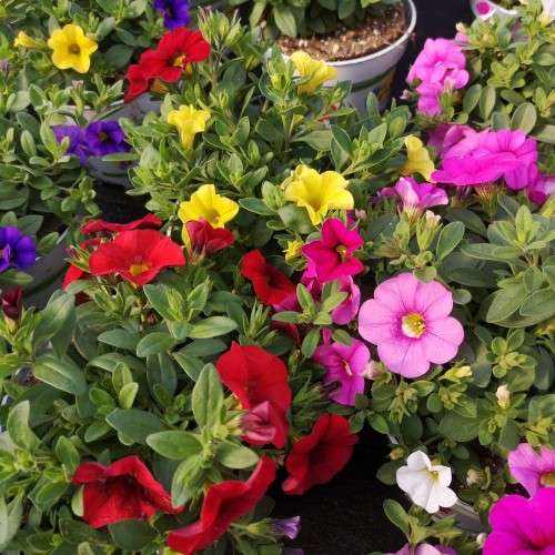 Calibrachoa Tricolor - Million Bells