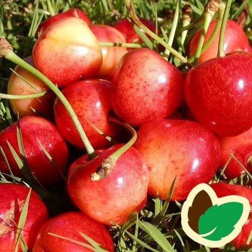 Kirsebærtræ Büttners Rote