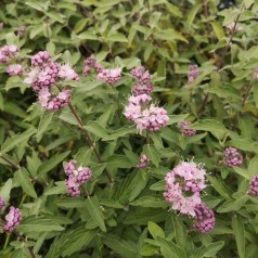 Caryopteris clandonensis Stephi (Lisstep) - Lyserød Blåskæg