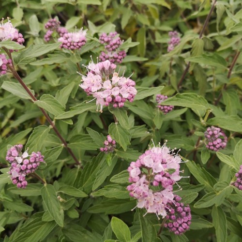 Caryopteris clandonensis Stephi (Lisstep) - Lyserød Blåskæg