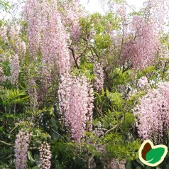 Rosa blåregn / Wisteria Floribunda Rosea