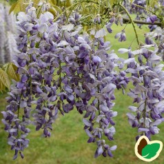 Wisteria sinensis Prolific / Blåregn