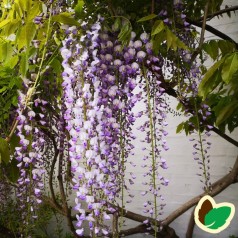 Kinesisk Blåregn Prolific 150-175 cm. - Wisteria sinensis Prolific