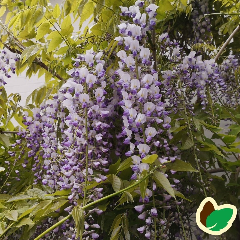 Kinesisk Blåregn Prolific 150-175 cm. - Wisteria sinensis Prolific