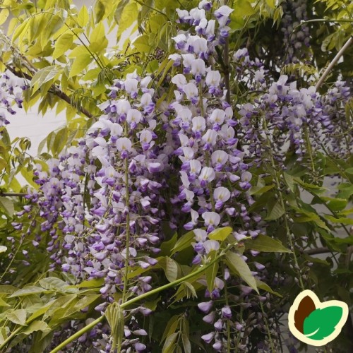 Kinesisk Blåregn Prolific 150-175 cm. - Wisteria sinensis Prolific