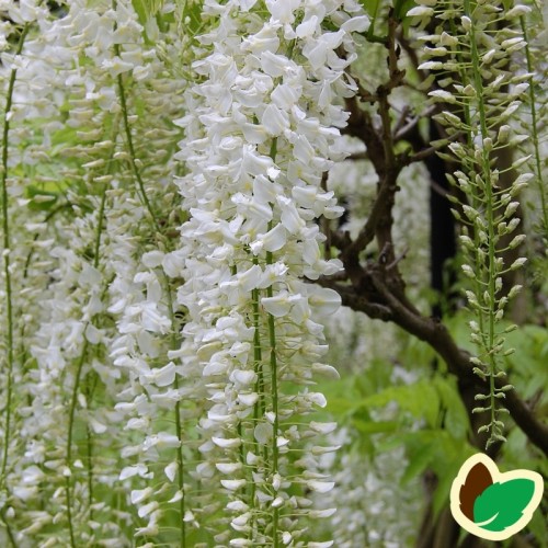 Japansk Blåregn Shiro-Noda 150-175 cm. - Wisteria floribunda Shiro-Noda