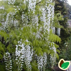Japansk Blåregn Shiro-Noda 150-175 cm. - Wisteria floribunda Shiro-Noda