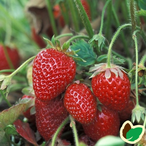 Jordbærplanter Florence - Middel/Sen - 6 Pack