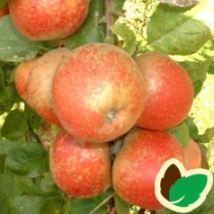 Æbletræ Rød Belle de Boskoop