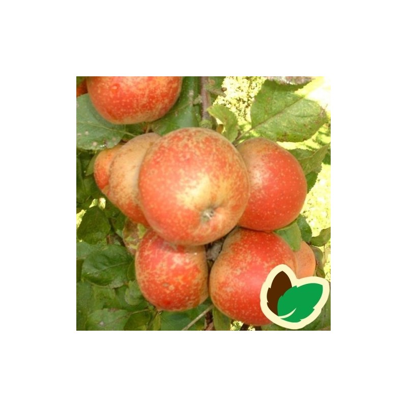 Æbletræ Rød Belle de Boskoop