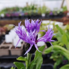 Bjerg-Knopurt - Centaurea montana