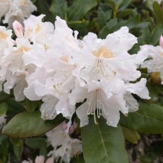Rhododendron hybrid Cunninghams White 30-50 cm.