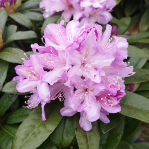 Rhododendron hybrid SeptemberCham 30-50 cm.