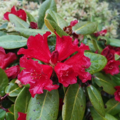 Rhododendron hybrid will. Tromba 25-40 cm.