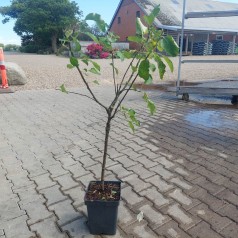 Æbletræ Elstar - Lav stammet - Malus domestica Elstar