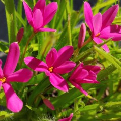 Afrikansk Bjergviol Fairy Tail - Rhodohypoxis (Rhodoxis) Fairytale