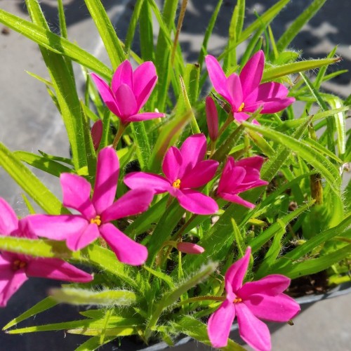 Afrikansk Bjergviol Fairy Tail - Rhodohypoxis (Rhodoxis) Fairytale