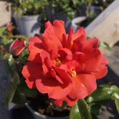 Rose Hot Chocolate - Buketrose