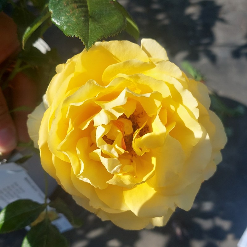 Rose Marselisborg - Slotsrose