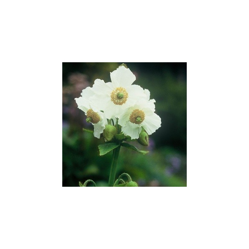 Meconopsis betonicifolia Alba - Valmuesøster