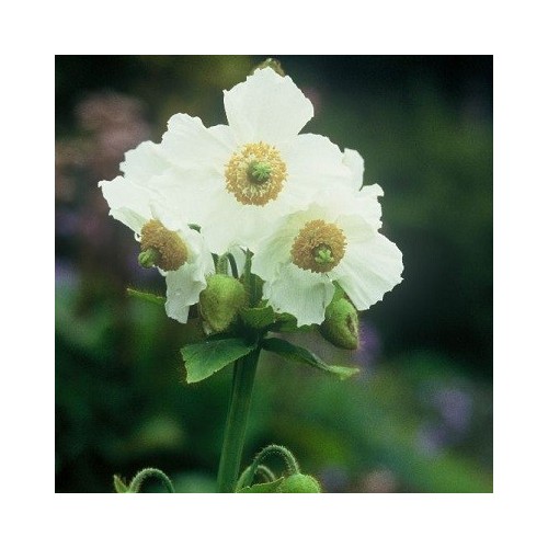 Meconopsis betonicifolia Alba - Valmuesøster