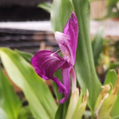 Falsk Orkide India - Roscoea auriculata India