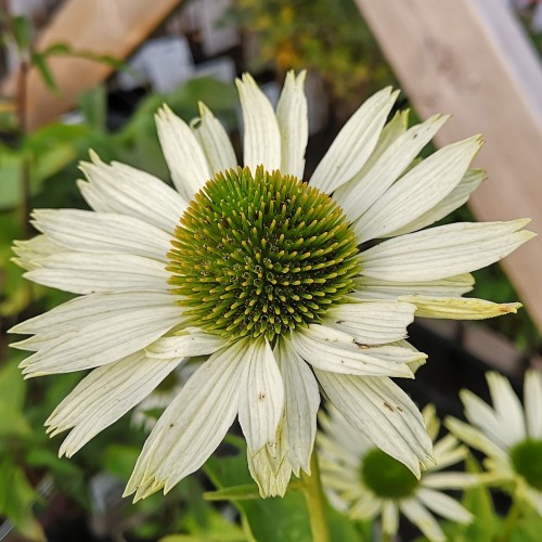 Purpursolhat Virgin - Echinacea purpurea Virgin