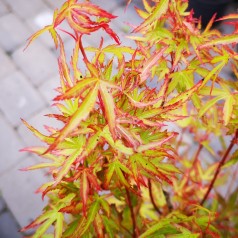 Japansk Ahorn Pink Dwarf 40-60 cm. - Acer palmatum Pink Dwarf