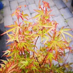 Japansk Ahorn Pink Dwarf 40-60 cm. - Acer palmatum Pink Dwarf